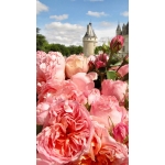 Dames de Chenonceau (Дам де Шенонсо)